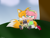 Size: 2000x1500 | Tagged: safe, artist:andtails1, amy rose, miles "tails" prower, fox, hedgehog, abstract background, alternate outfit, blushing, clothes, commission, date, duo, duo female, female, females only, gender swap, half r63 shipping, lesbian, lidded eyes, looking at each other, millie "tailsko" prower, outdoors, rule 63, shipping, signature, sitting, smile, sonic x style, tailamy, tree