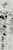 Size: 478x1796 | Tagged: safe, artist:scourgefrontier, scourge the hedgehog, oc, oc:meta the hedgehog, comic, duo, english text, forest