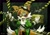 Size: 2000x1400 | Tagged: safe, artist:snkfl2, miles "tails" prower, fox, 2023, caution tape, coat, danger sign, gas mask, goggles, injury, jacket, male, mask, radiation, radiation poisoning, solo, text, tongue out