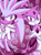 Size: 1024x1383 | Tagged: safe, artist:rosytoonz, blaze the cat, silver the hedgehog, cat, hedgehog, 2017, abstract background, arms out, duo, female, fire, limited palette, looking at viewer, male, monochrome, outline, pyrokinesis, telekinesis